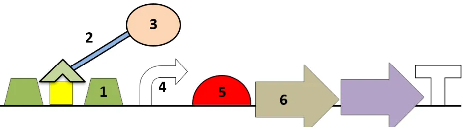 Figure 10. Overview of the B1H-PACE circuit. Schematic depiction of how the accessory 