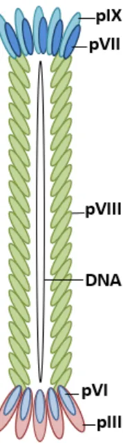 Figure 1. Schematic of M13 bacteriophage. The five phage coat proteins (pIII, pVI, pVII, pVIII, pIX) and single-stranded circular DNA are labeled[14]