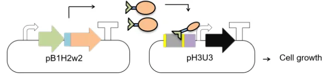 Figure S2. Representative B1H assays for the GC and AT libraries. The library spanned 7 to 25 nucleotide spacers, increasing in increments of 2 nucleotides (shown here are 7,9,11,13 nucleotide spacers for both AT and GC E-boxes)