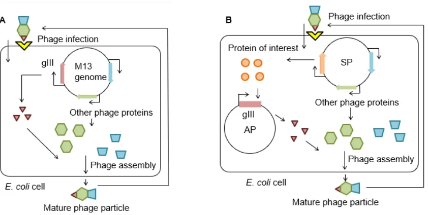 Figure 2. Simplified schematic of the replication cycle: A) M13 bacteriophage, and B) selection phage (SP)
