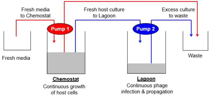 Figure 4. Schematic diagram of the PACE pump system. Host cells transformed with the AP construct are maintained in the Chemostat and continuously pumped into the Lagoon at the optimal flow rate to permit M13 propagation and minimize host replication