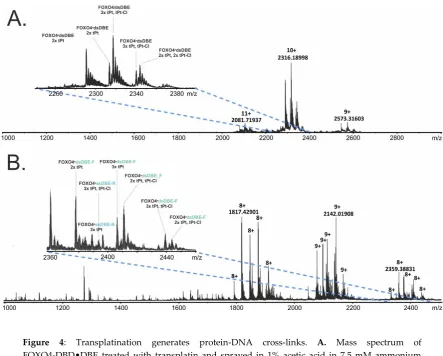 Figure 4: Transplatination generates protein-DNA cross-links. A. Mass spectrum of FOXO4-DBD•DBE treated with transplatin and sprayed in 1% acetic acid in 7.5 mM ammonium acetate solution