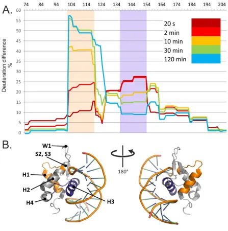 Figure 3: HDX identified the interaction interface and long-distance stabilization of protein structure