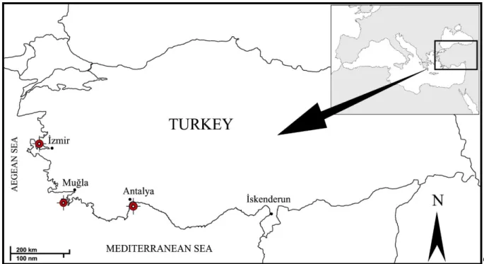 Figure 2. Map showing localities of Bursatella leachii in Mediterranean coast of Turkey 