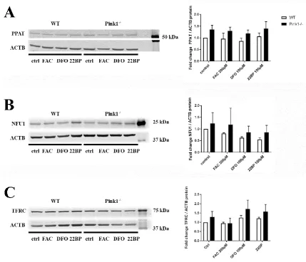 Figure 3. Quantitative immunoblot for A) PPAT and B) NFU1 and C) TFRC in WT and Pink1-/- MEF, Ctrl= control condition, after iron overload (FAC) and two different iron depletion conditions (DFO, 