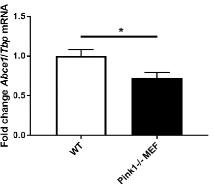 Figure 4. Transcript expression levels of the ISC-containing ribosome recycling factor Abce1 in WT and Pink1-/- MEF (n=7), *: p<0.05  