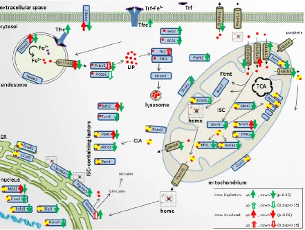 Figure 5. Overview scheme of cellular iron uptake, storage and export, iron transport and processing, mitochondrial iron homeostasis, heme production and turnover, ISC-biogenesis and ISC-binding within the cells