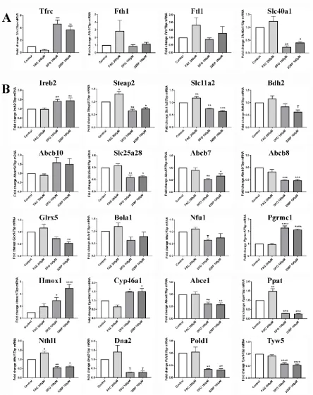Figure 1. mRNA expression analysis by RT-qPCR in WT MEF (n=6 on average), regarding factors related to A) cellular iron uptake and storage, B) iron transport and processing, mitochondrial iron homeostasis, heme production / turnover / binding, ISC-biogenes
