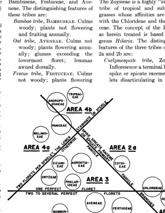FIG. 1. The Tribal Triangle. 
