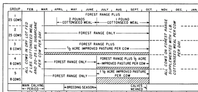 FIGURE 2. Grazing schedule and supplemental were on test from 1948 through feeding practices