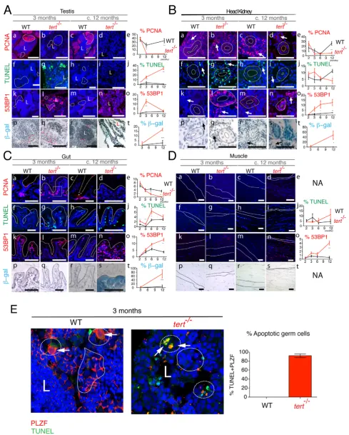 Figure 4. Proliferative tissue degeneration is accompanied by a sustained decrease in proliferation, acute apoptotic responses, andprogressive accumulation of DDR foci.toProliferative tissues such as A) testes, B) head kidney and C) gut sections show susta