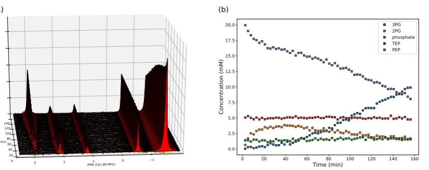 Figure 2.(a) Array ofphosphoenolpyruvate. Spectra were acquired 2.6 min apart (repetition time) and processed withpeak identities are, from left to right: 3-phosphoglycerate (3PG), 2-phosphoglycerate (2PG), phosphate,31P-NMR spectra from an incubation of S