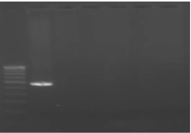 Figure 2 PCR thermal cycling result of Sample A and Sample B after filtration. 