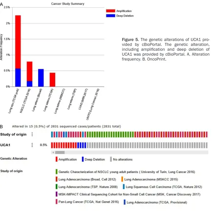 Figure 5. The genetic alterations of UCA1 pro-vided by cBioPortal. The genetic alteration, including amplification and deep deletion of UCA1 was provided by cBioPortal