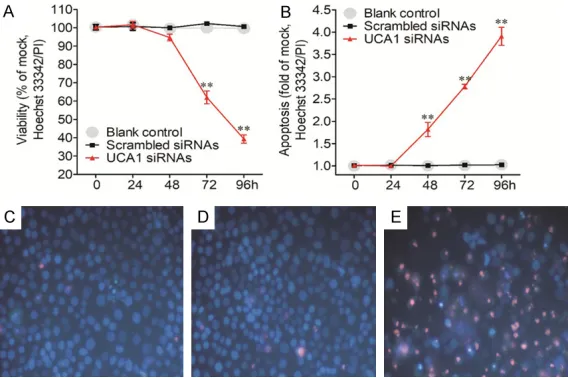 Figure 7. Validation of the influence of UCA1 siRNAs on the cell growth and apoptosis in A549 cells