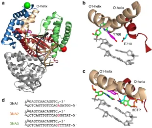 Figure 1 | Structural view of DNA polymerase I and key residues in this study. (illustrated using structural data fromscheme is used