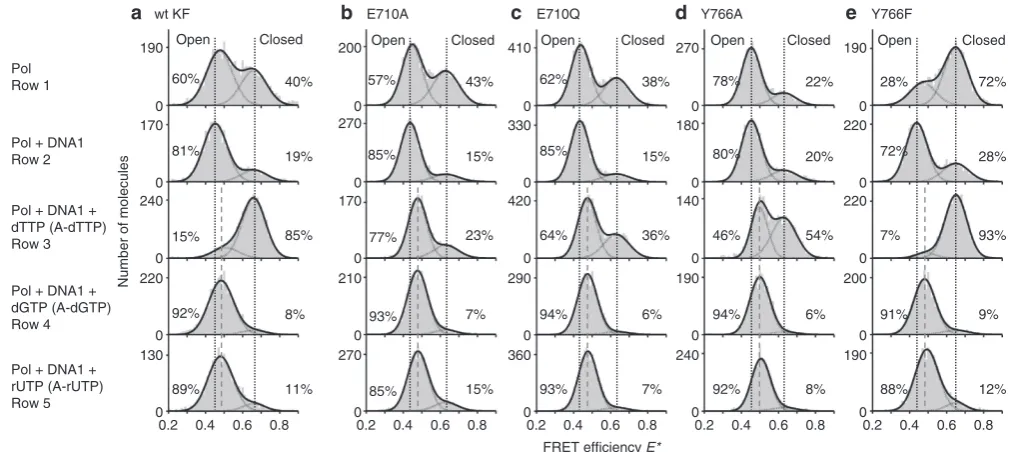 Figure 2 | Conformational proﬁles for wt KF and its derivatives. Histograms of the FRET efﬁciencya confocal spot