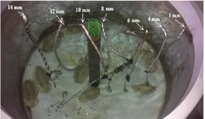 Figure 1.   A general view of laying eggs on the strings and the cuttlefish from the one of the  experimental tank