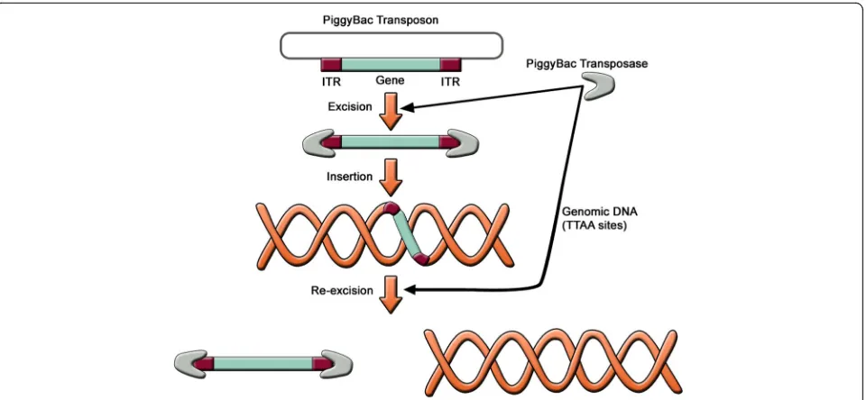 Fig. 6 The PiggyBac transposition system. The PiggyBac transposase has the ability to integrate into the genomic DNA of the host cell a DNAsequence provided that it is flanked by ITR sequences