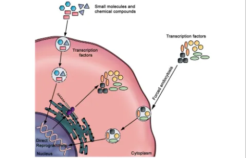 Fig. 8 Direct reprogramming using transcription factors or small molecules. To avoid the use of genetic material, fibroblasts can also be reprogrammedand their internalization by forced endocytosis