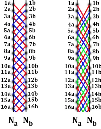Fig. 2. The schematical representation of two separate DNA strands Nthe DNA double helix, in a form of straight lines carrying numerated nucleotides