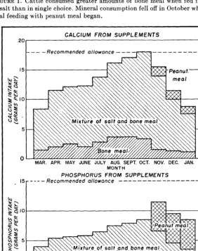 FIGURE 1. Cattle consumed with salt than in single choice. Mineral consumption mental feeding with peanut meal began