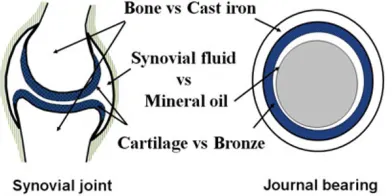 Fig. 2 Comparison of a synovial joint and a journal bearing. 