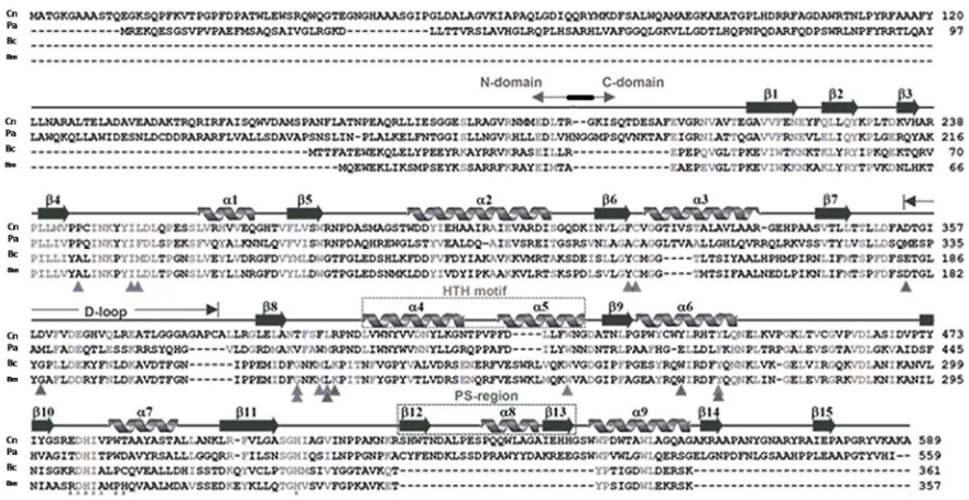 Figure 1. Amino acid sequence and secondary structure of Cupriavidus necator PhaCCn, aligned with the PHA 