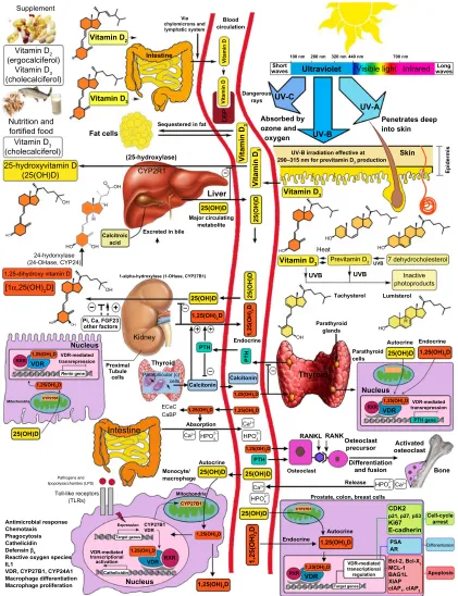 Figure 1 Schematic representation of the synthesis and metabolism of vitamin D for skeletal and nonskeletal function.Note: Copyright Holick 2013, reproduced with permission.Abbreviations: DBP, vitamin D-binding protein; Uv,  ultraviolet; 25(OH)D, 25-hydroxyvitamin D; 1,25(OH)2D, 1,25-dihydroxyvitamin D; RXR, retinoic acid receptor; vDR, vitamin D receptor; ecac, epithelial calcium channel; CaBP, calcium-binding protein; RANKL, receptor activator of nuclear factor-kappa B ligand; RANK, receptor activator of nuclear factor-kappa B; LPS, lipopolysaccharide; TLR, toll-like receptor; PTH, parathyroid hormone; CDK2, cyclin-dependent kinase-2; PSA, prostate-specific antigen; AR, androgen receptor; Bcl-2, B-cell lymphoma; Bcl-XL, B-cell lymphoma–extra large; 1-OHase, 25-hydroxyvitamin D-la-hydroxylase; IDBP, intracellular D-binding protein; DNA, deoxyribonucleic acid; RNA, ribonucleic acid; FGF, fibroblast growth factor; 25-OHase, 25-hydroxyvitamin D-24-hydroxylase; NF-κB, nuclear factor-kappa B; IL, interleukin; CYP, cytochrome P450; XIAP, X-linked inhibitor of apoptosis protein; MCL-1, myeloid leukemia cell differentiation protein.