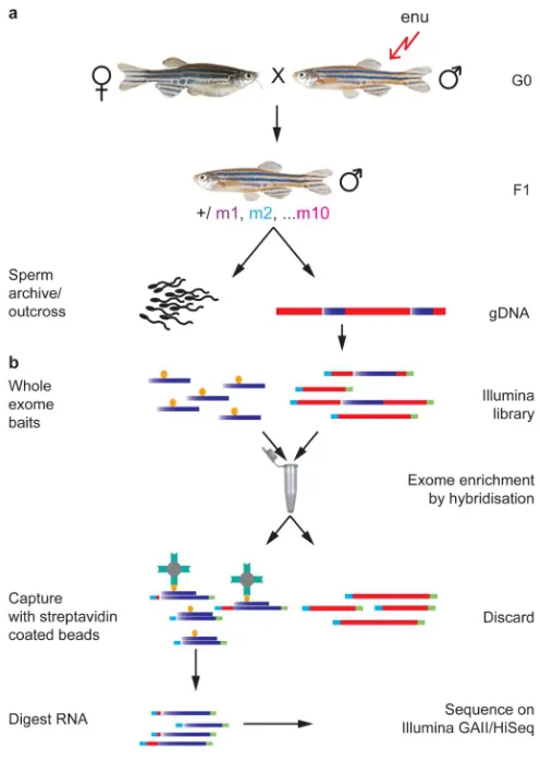 Figure 1. Exome sequencinga, ENU-mutagenised G0 males are outcrossed to create a population of F1s