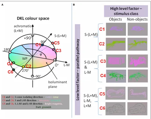 FIGURE 1 | (A) The chromaticities of stimuli in the DKL color space. Alongthe achromatic axis, cone contrasts in all three cone classes vary (L + M +S)