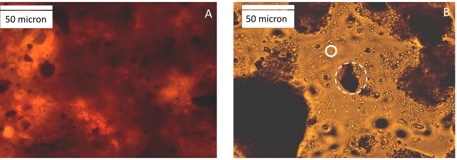 Figure 2 Optical microscope image of the rag layer sample heptane washed (A) and toluene 