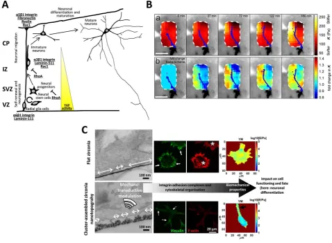 Fig. 3 Mechanotransductive processes in neuronal development and functioning   (A) The graphic illustrates the different phases of neuronal cell development (in this case during cortex formation) 