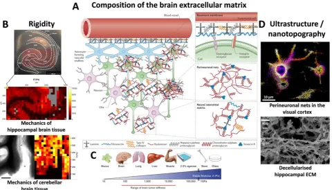Fig. 1 Compositional, mechanical and structural features of the brain extracellular matrix 