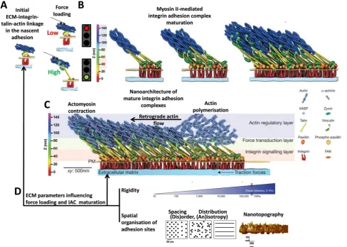 Fig. 2 Integrin-mediated mechanosensing and mechanotransductive sequence with influencing parameters of the extracellular matrix 