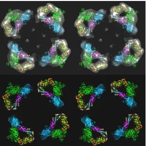Figure 9:  (a,b) The models in Figure 8(a,b) shown looking down the filament axis, with the same colour coding