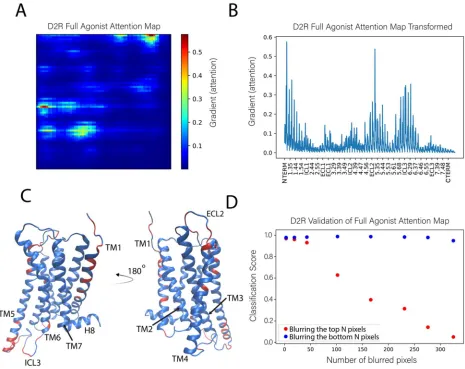 Figure 7: Identification of the molecular determinants of the classification of the full agonist bound to the D2R
