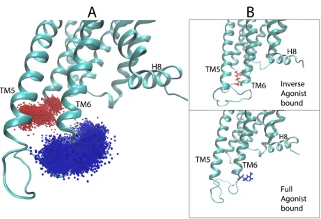 Figure 9. Conformational dynamics of residue R310 in ICL3 identified by the epsilon hydrogen highlighted by the sensitivity analysis