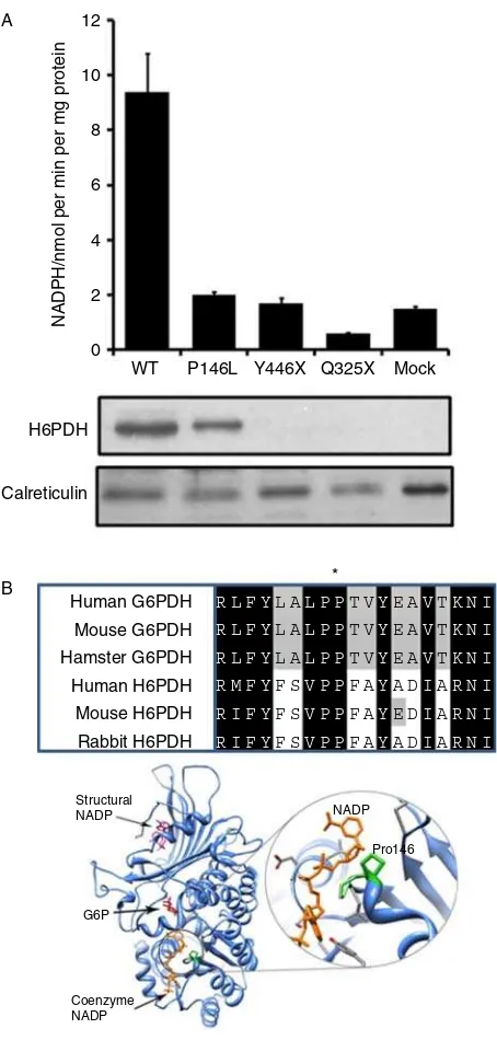 Figure 1transfected cells. H6PDH protein is clearly visible in cellsexpressing both WT and P146L