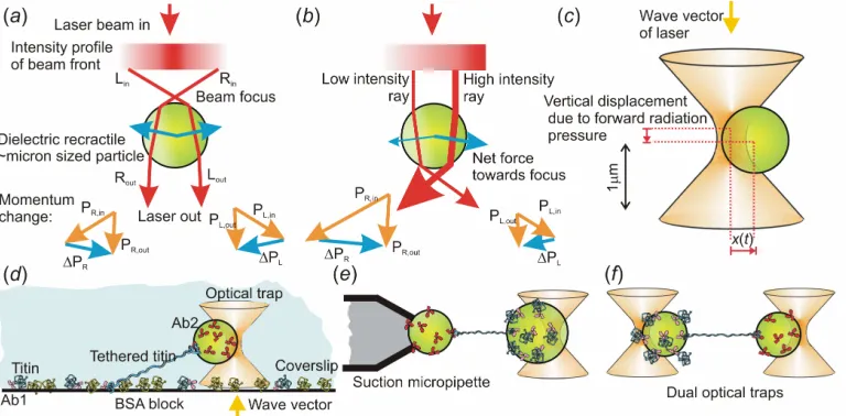 Figure 1. A schematic representation of the length scale of biological molecules and complexes in the context of larger macroscopic length scale entities