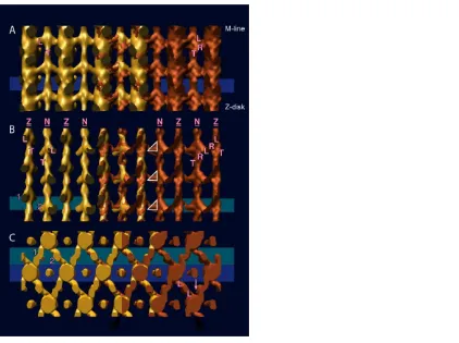 Figure 3. Surface views of OSRs from IFM treated with AMPPNP at 23°C (on the left in gold color) and in rigor (on the right in copper color), superposition of rigor and AMPPNP in the middle