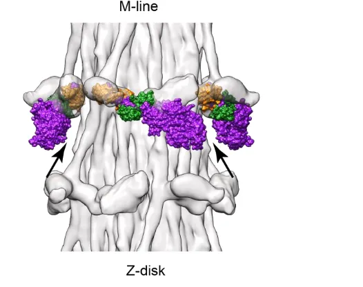 Figure 5. Fitting of a post rigor myosin head conformation into the relaxed Lethocerus thick filament
