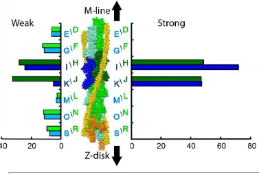 Figure 6. Myosin head binding to specific actin subunits on the 38.7 nm thin filament repeat