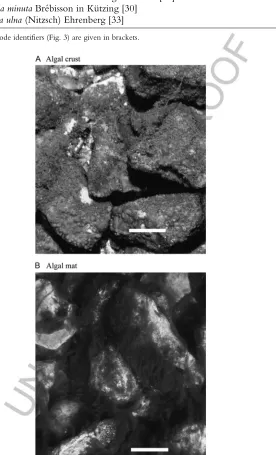 Figure 4Physiognomy of algal patch types in stream mesocosms. Diatom crusts