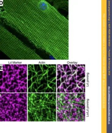 Figure 4Click here to download high resolution imagePreprintsPreprints (www.preprints.org)  |  NOT PEER-REVIEWED  |  Posted: 26 February 2019                    (www.preprints.org)  |  NOT PEER-REVIEWED  |  Posted: 26 February 2019                   Peer-reviewed version available at Journal of Molecular Biology 2019; doi:10.1016/j.jmb.2019.02.018