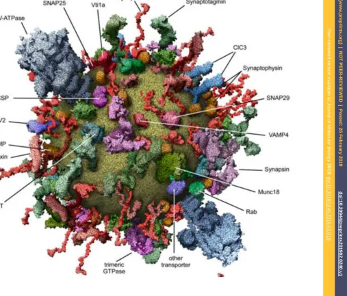 Figure 10Click here to download high resolution imagePreprintsPreprints (www.preprints.org)  |  NOT PEER-REVIEWED  |  Posted: 26 February 2019                    (www.preprints.org)  |  NOT PEER-REVIEWED  |  Posted: 26 February 2019                   Peer-reviewed version available at Journal of Molecular Biology 2019; doi:10.1016/j.jmb.2019.02.018