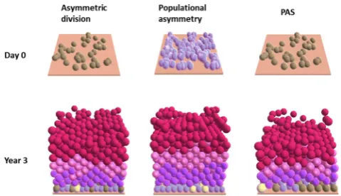 Figure 2 | Agent based model of the epidermis. The initial seeding(day zero) and the mature epidermis (three years) are shown above