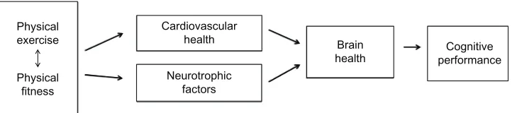Figure 1 Physical exercise and cognitive performance in older adults: a theoretical model.