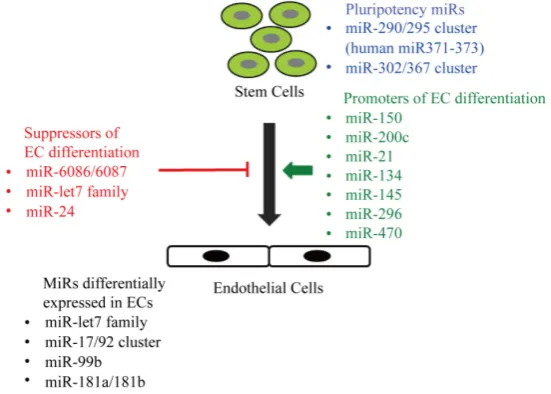 Figure 3. A graphical presentation of different miRs involved in endothelial differentiation of ESCs