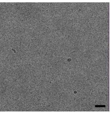 Figure 2. Air-water interface effects during specimen cryo-vitrification. A. The bio-